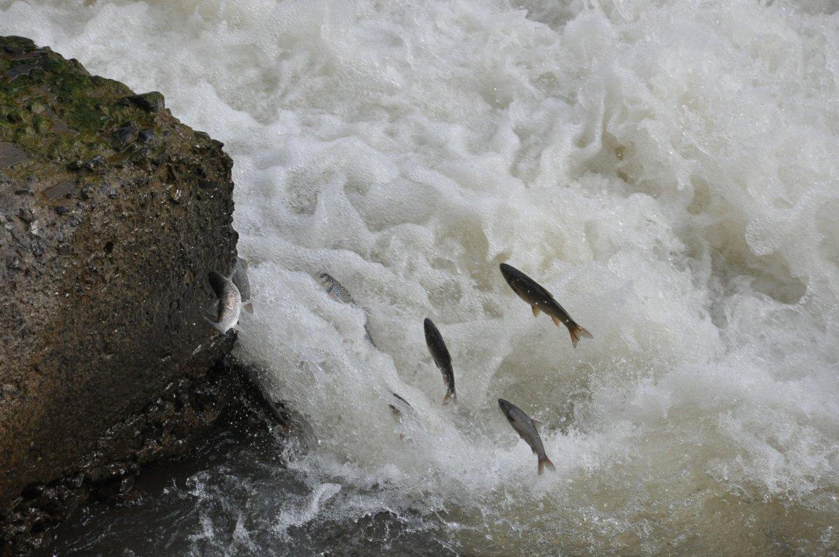 Kars'ta engelleri aşmaya çalışan balıkların ölüm göçü