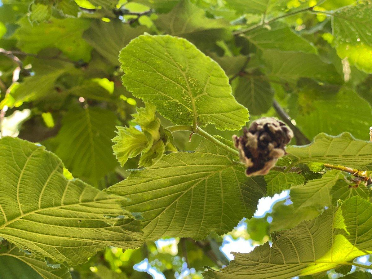 Doğu Karadeniz'de don, fındığın rekoltesini düşürdü