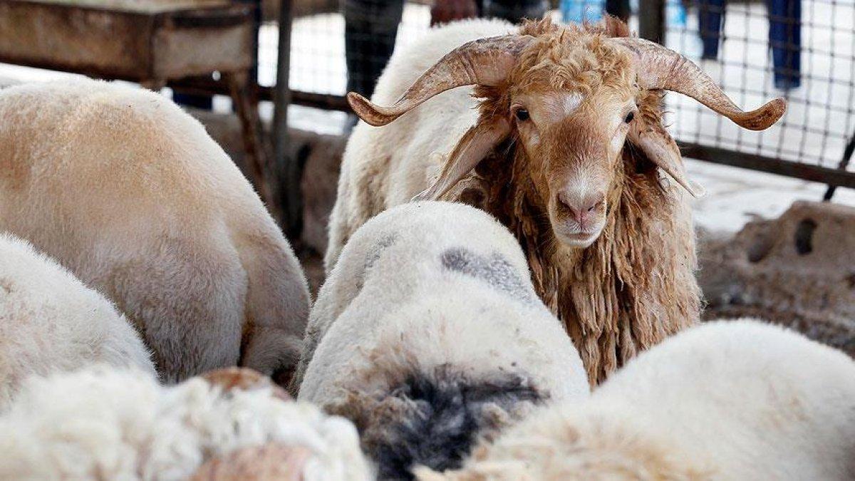 Kurbanlık fiyatları büyükbaşta 30 ile 50 bin TL arasında değişiyor