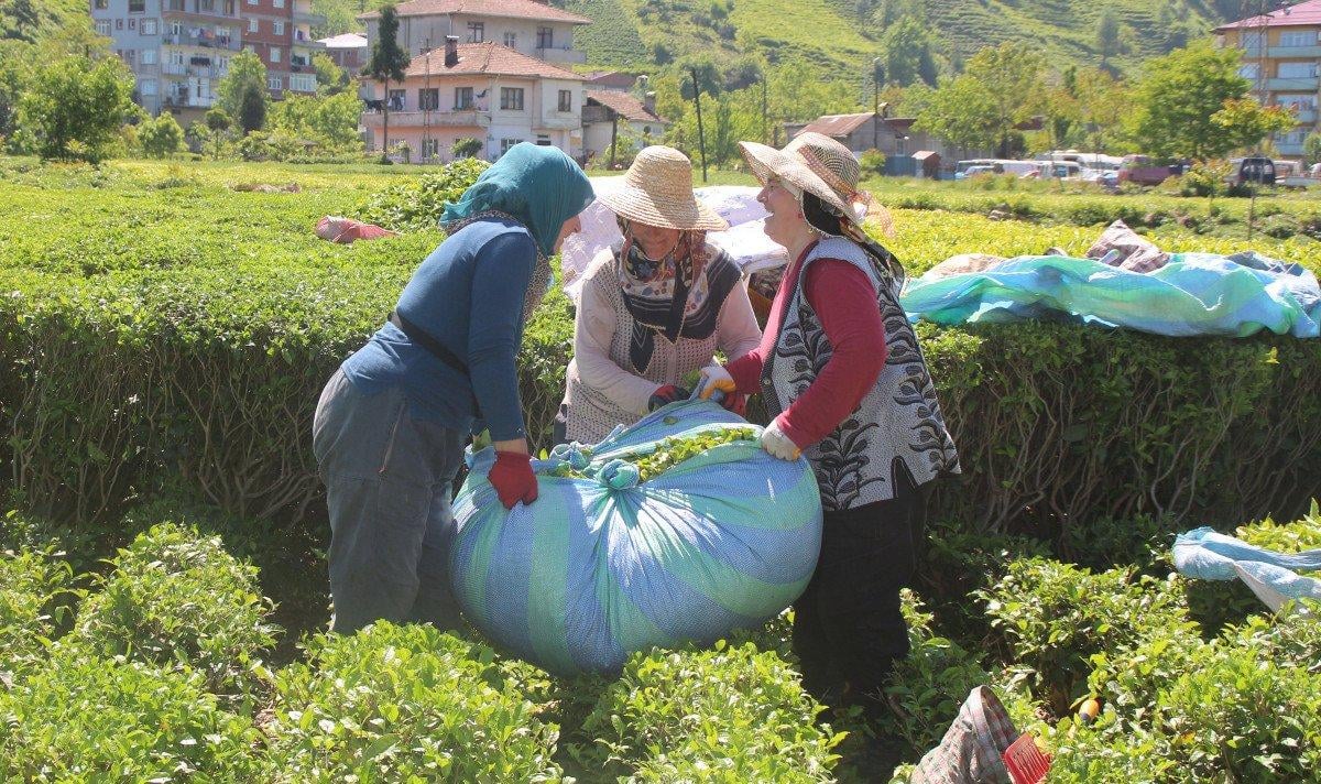 Afrikalı işçiler bu sene de çay hasadı yapıyor