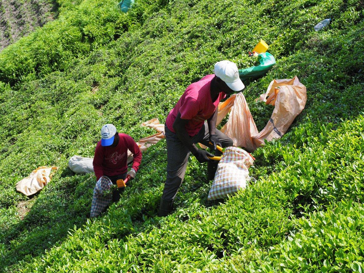 Afrikalı işçiler bu sene de çay hasadı yapıyor