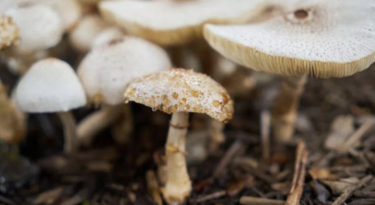 Çorum'da mantardan zehirlenen kadın hayatını kaybetti