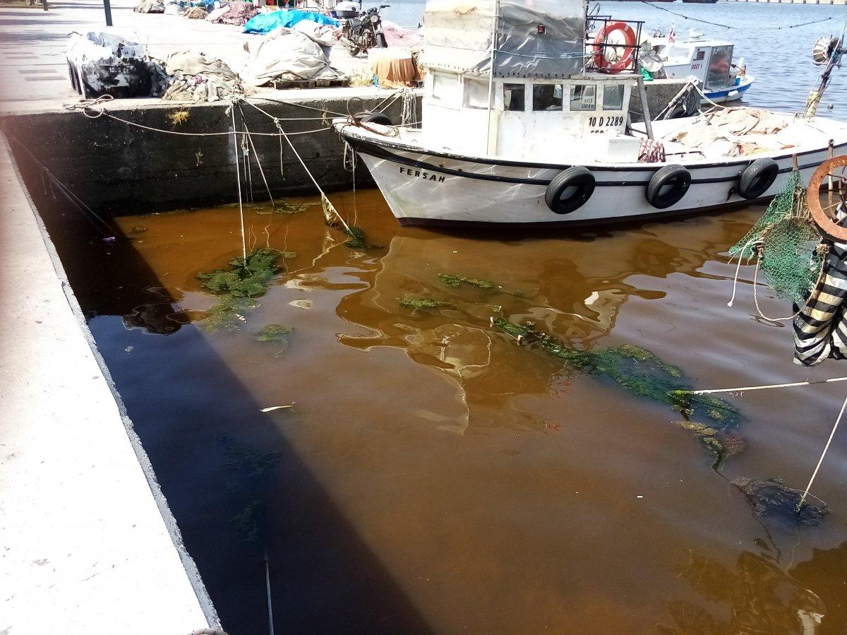 Balıkesir'de denizin kızıla dönmesi sevindirdi