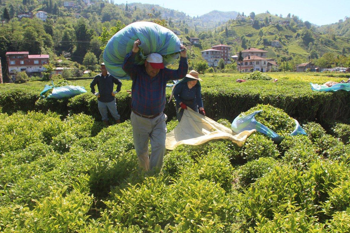 Afrikalı işçiler bu sene de çay hasadı yapıyor