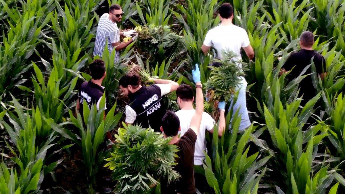 Adana'da mısır tarlasında Hint keneviri yetiştirenlere operasyon