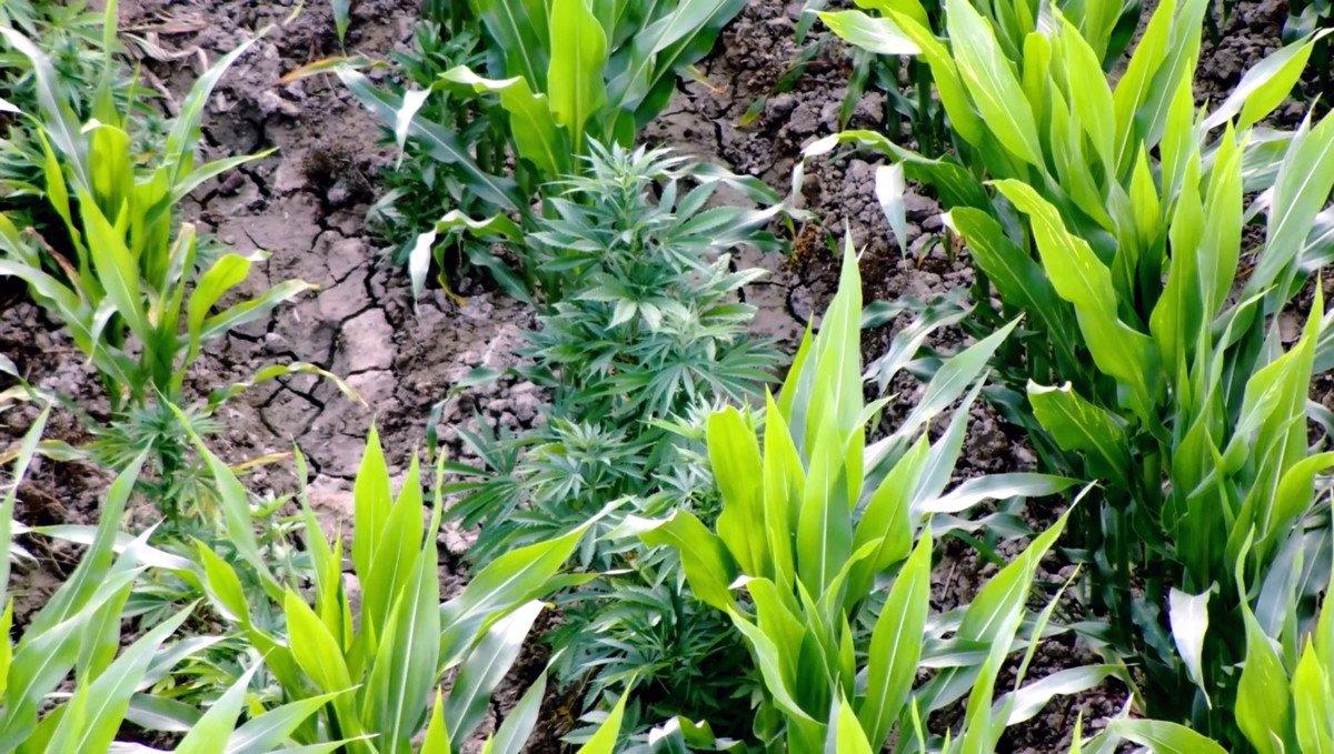 Adana'da mısır tarlasında Hint keneviri yetiştirenlere operasyon