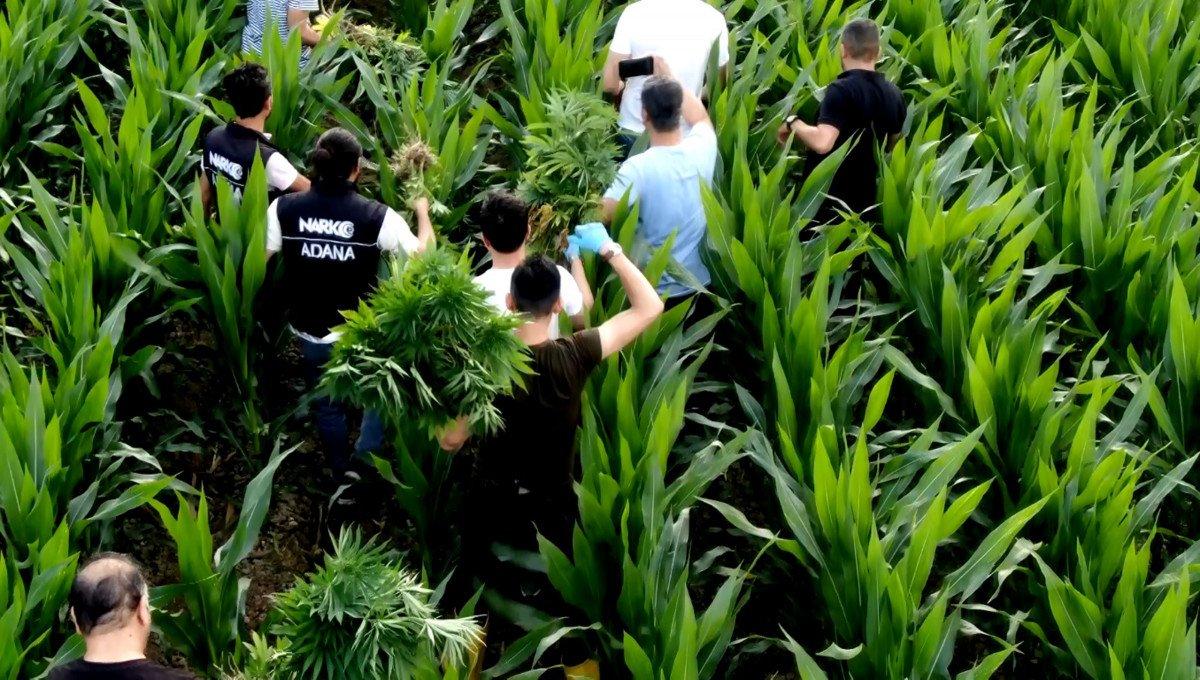 Adana'da mısır tarlasında Hint keneviri yetiştirenlere operasyon