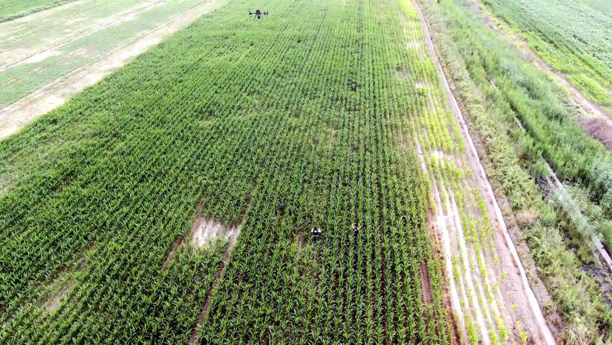 Adana'da mısır tarlasında Hint keneviri yetiştirenlere operasyon