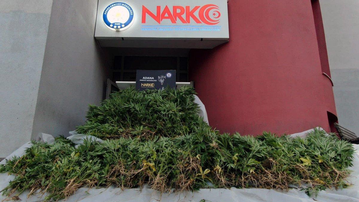 Adana'da mısır tarlasında Hint keneviri yetiştirenlere operasyon