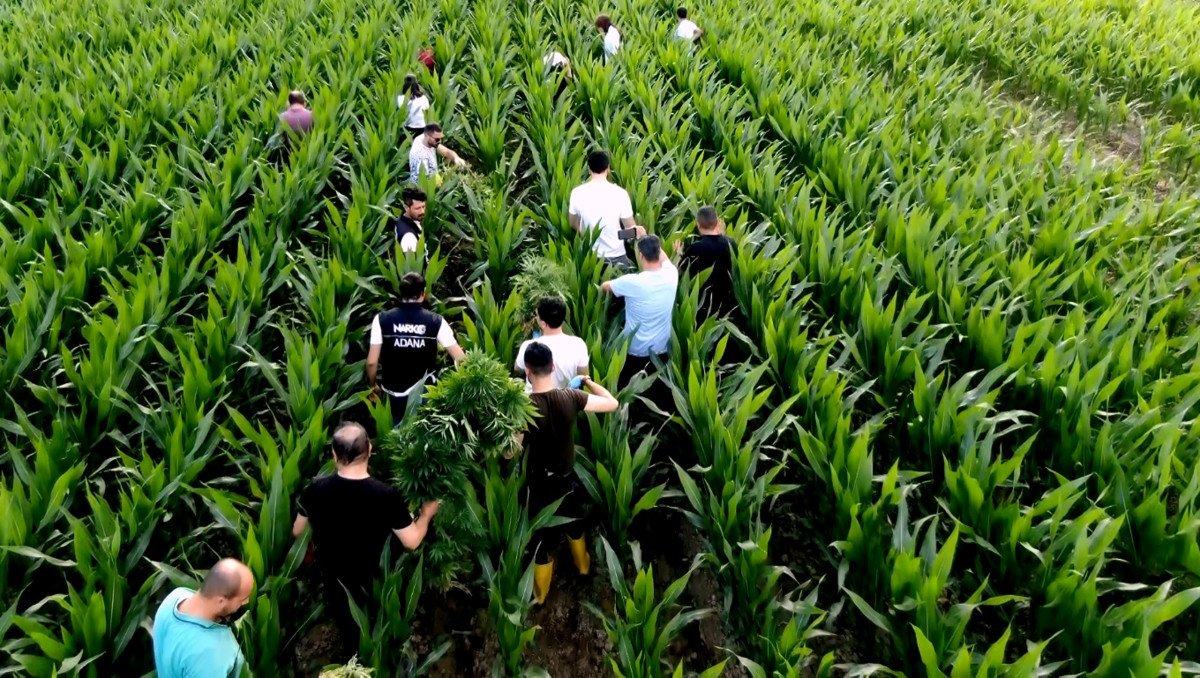 Adana'da mısır tarlasında Hint keneviri yetiştirenlere operasyon