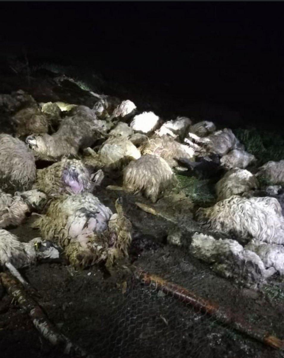 Amasya’da gök gürültüsünden ürken koyunlar birbirini ezdi