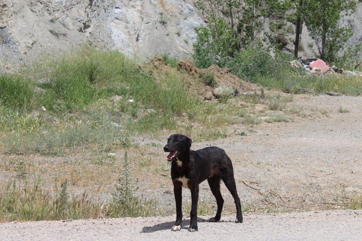 Ankara'da başıboş köpekler 72 yaşındaki kadına saldırdı
