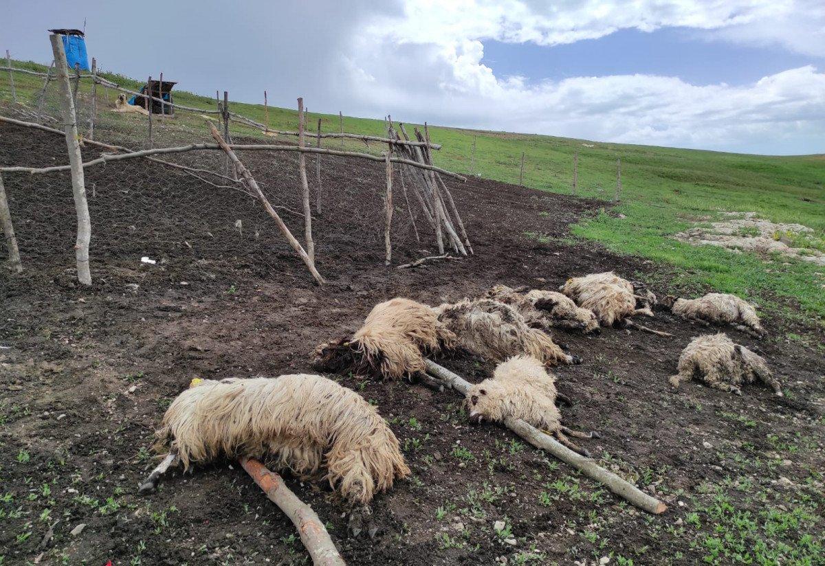 Amasya’da gök gürültüsünden ürken koyunlar birbirini ezdi
