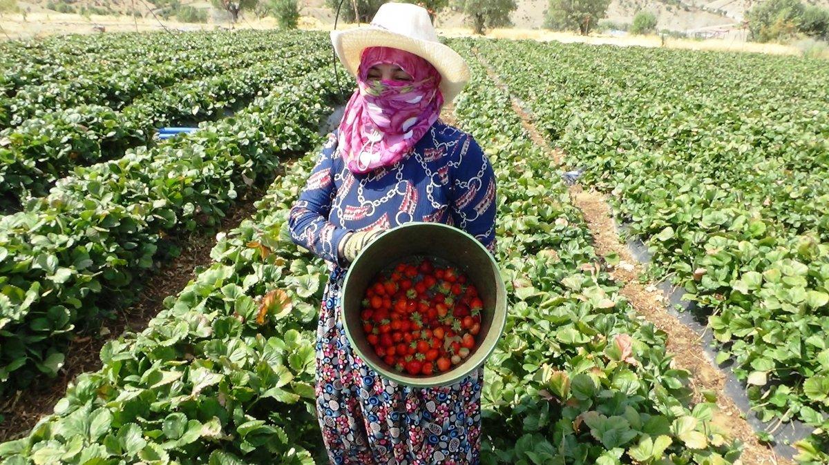 Batman'da çilekten yılda 800 bin TL kazanıyor