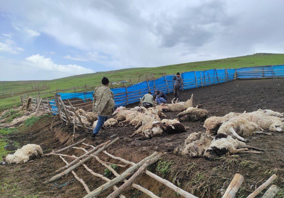 Amasya’da gök gürültüsünden ürken koyunlar birbirini ezdi