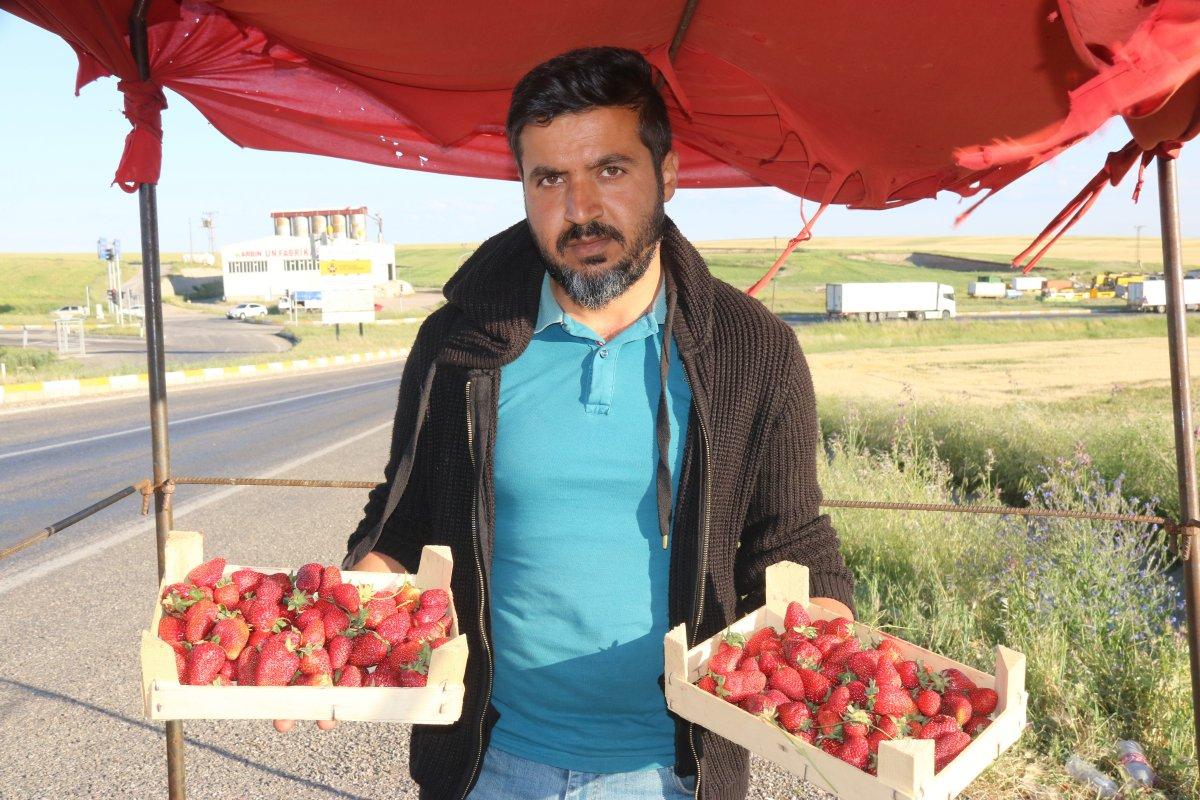 Batman'da çilekten yılda 800 bin TL kazanıyor