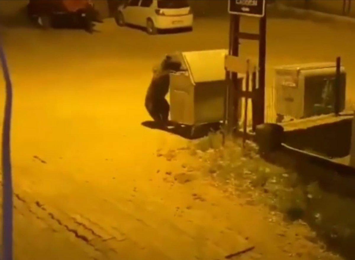 Ankara'da aç kalan ayı çöpleri karıştırdı