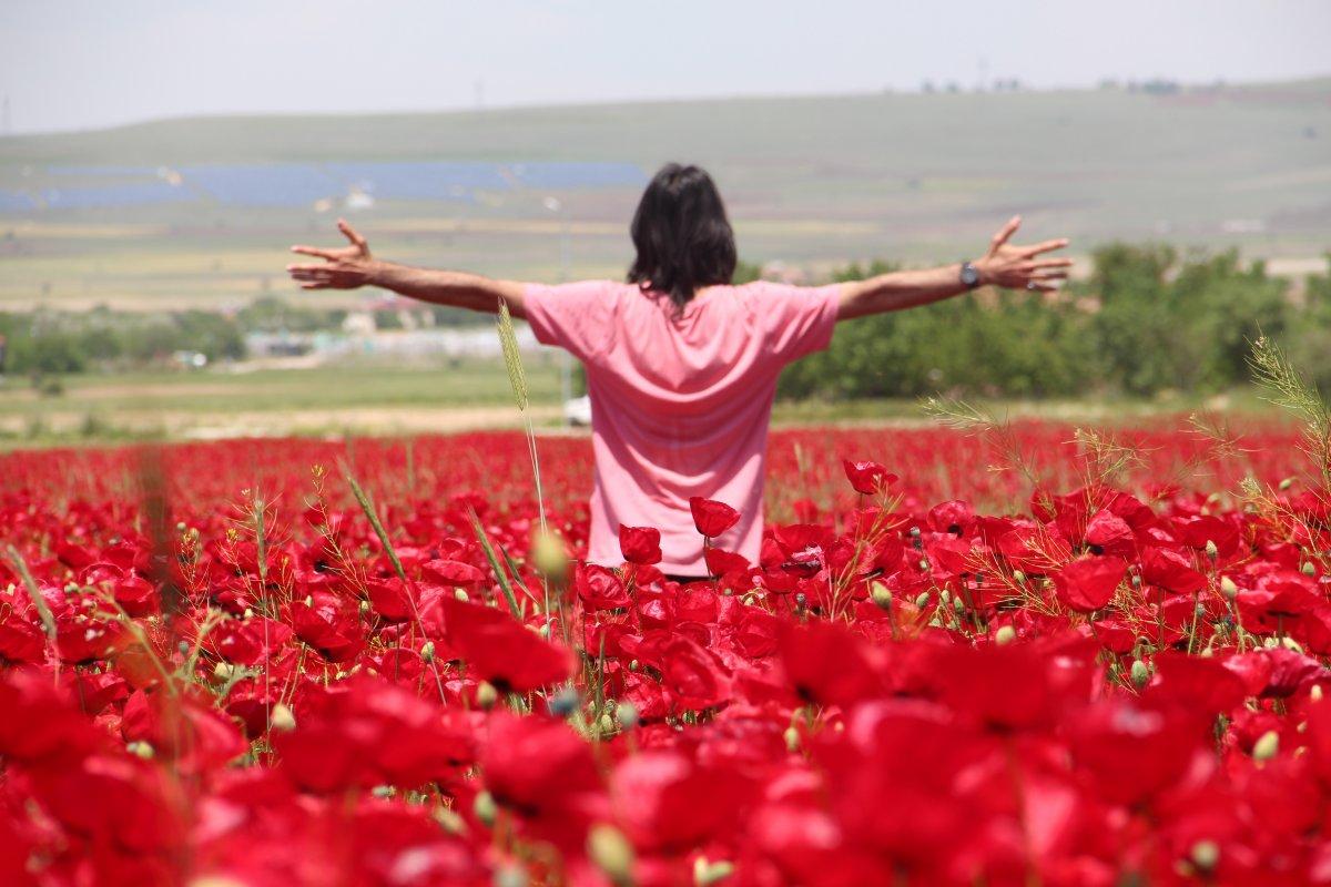 Elazığ'da gelincik tarlası görenleri hayran bırakıyor