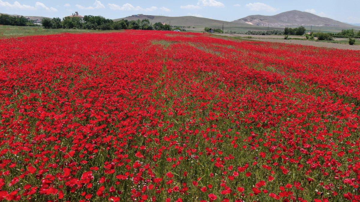 Elazığ'da gelincik tarlası görenleri hayran bırakıyor