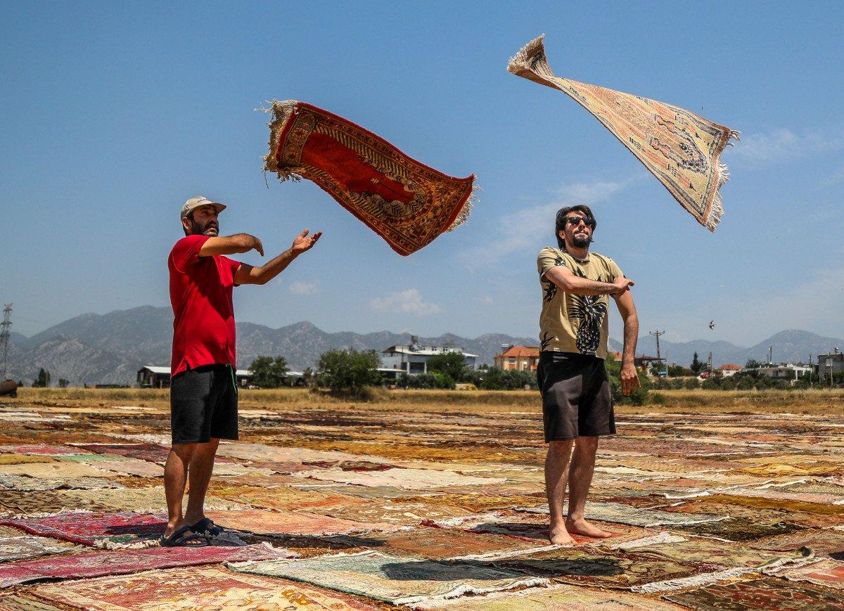 Antalya'nın 'halı tarlaları'nda renkli telaş başladı