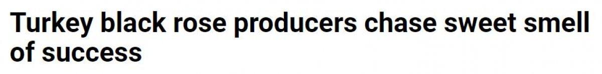 France 24, Halfeti'de yetişen karagülü yazdı