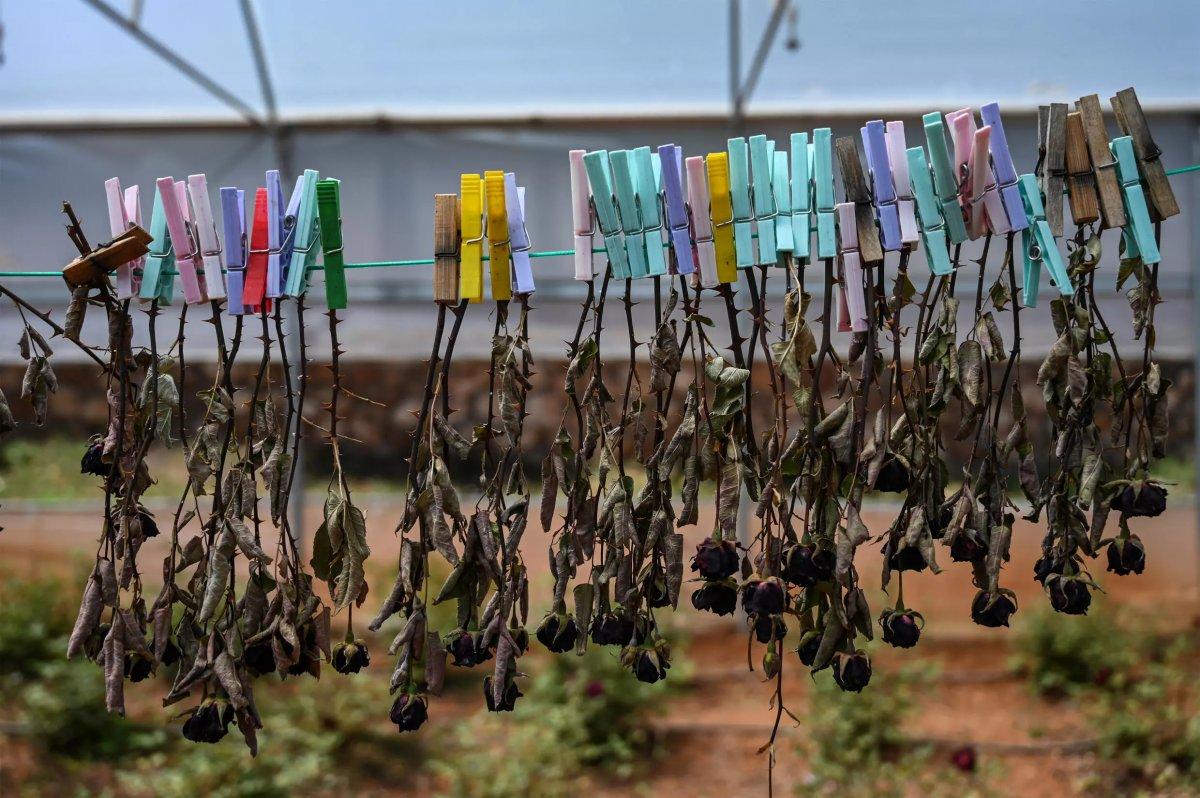 France 24, Halfeti'de yetişen karagülü yazdı