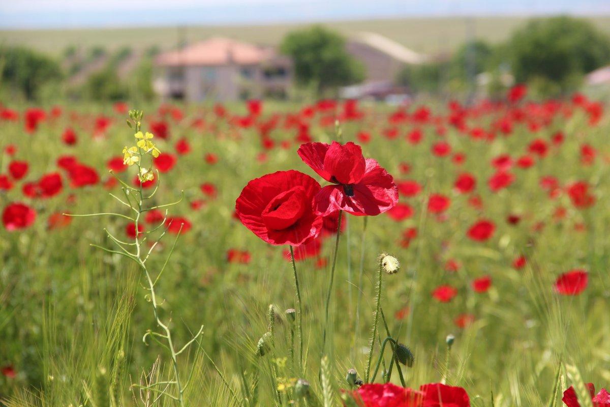 Elazığ'da gelincik tarlası görenleri hayran bırakıyor
