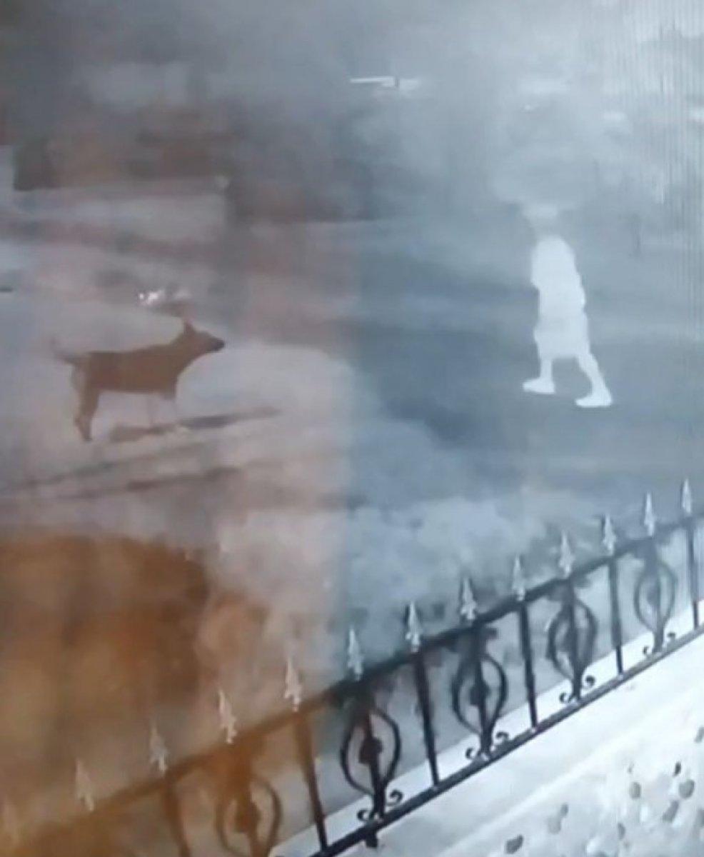 Zonguldak’ta genç kadına 15 sokak köpeğinin saldırdığı an