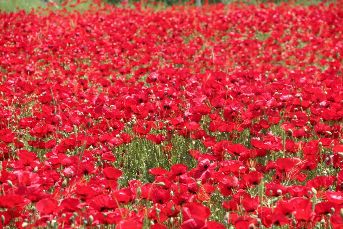 Elazığ'da gelincik tarlası görenleri hayran bırakıyor