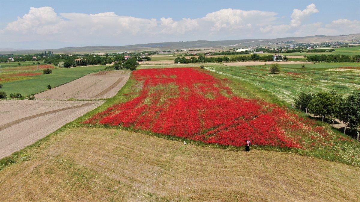 Elazığ'da gelincik tarlası görenleri hayran bırakıyor