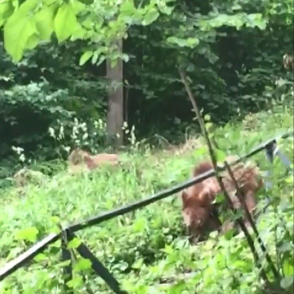 Bursa'da ayılar bu mahallenin müdavimi oldu
