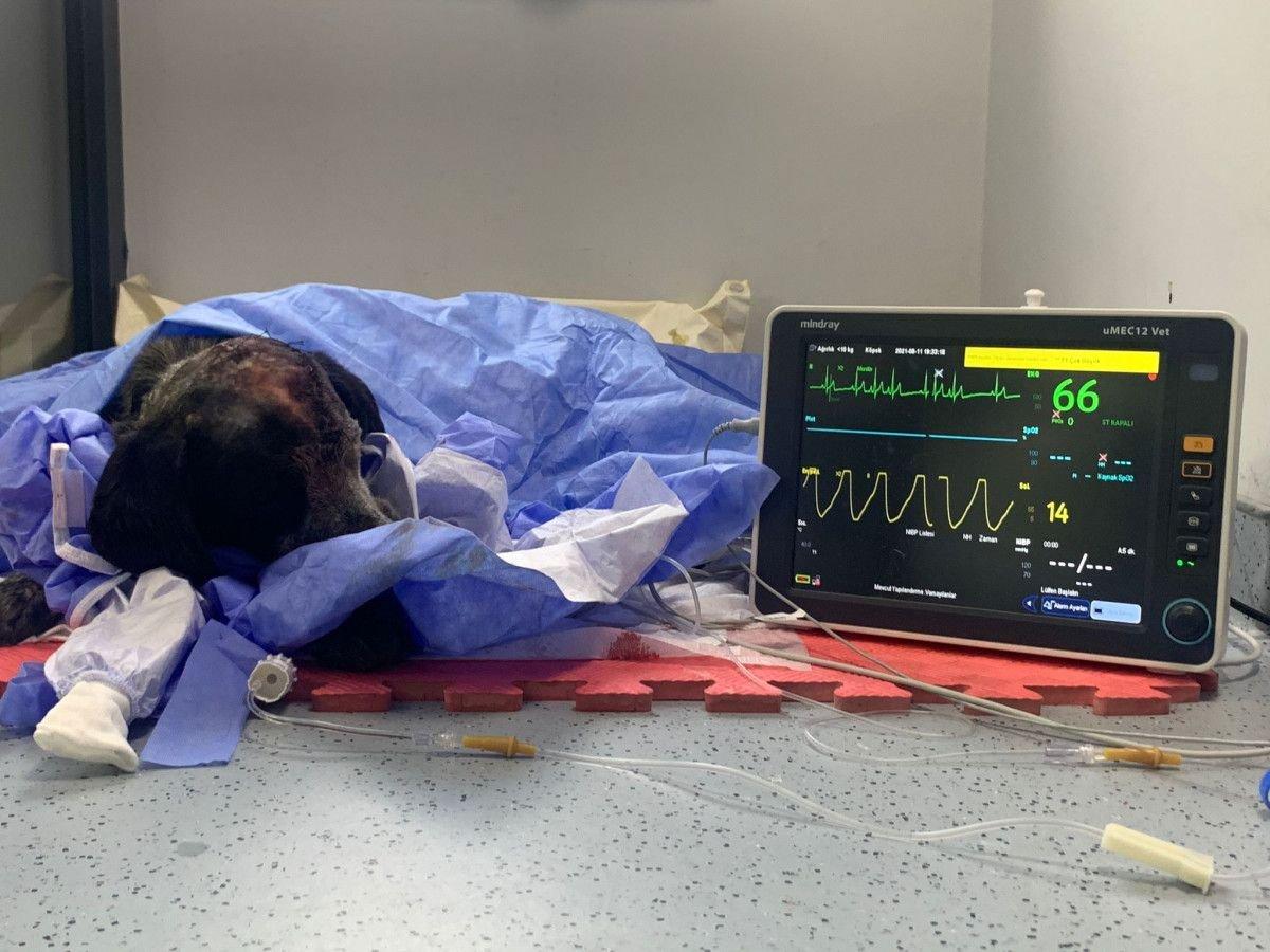 Ataşehir'de köpeği sopayla darbeden şahsa 2 yıl 6 ay hapis