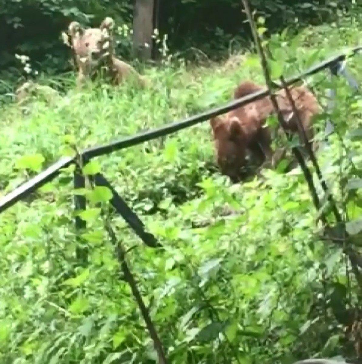Bursa'da ayılar bu mahallenin müdavimi oldu