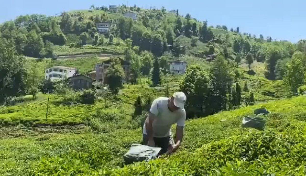 Rizeli çay üreticisi, Selçuk Bayraktar'a seslendi: Bir makine de bize yap