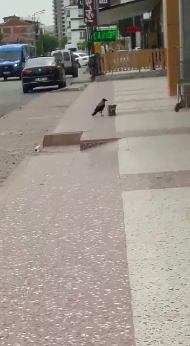 Elazığ'da cips hırsızı karga kameralara yakalandı