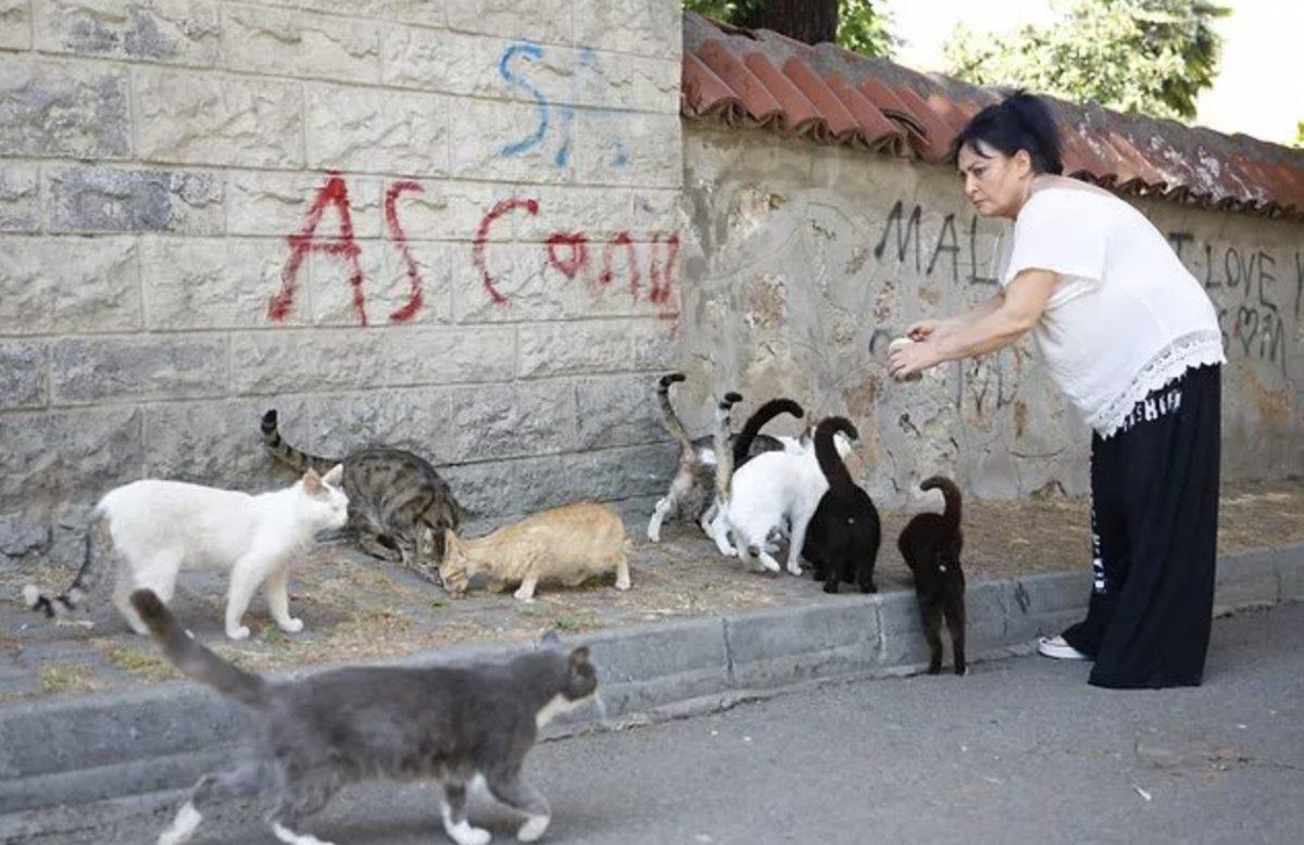 Büyükada'da kedilerde salgın iddiası: 4 ayda 700 kedi öldü