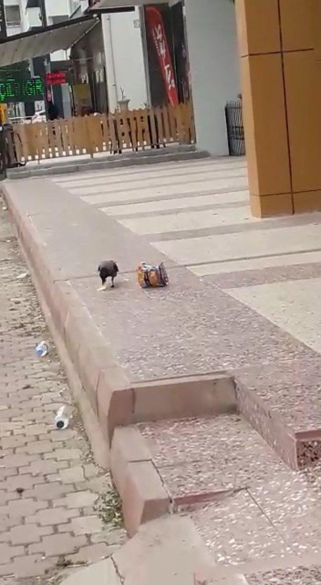 Elazığ'da cips hırsızı karga kameralara yakalandı