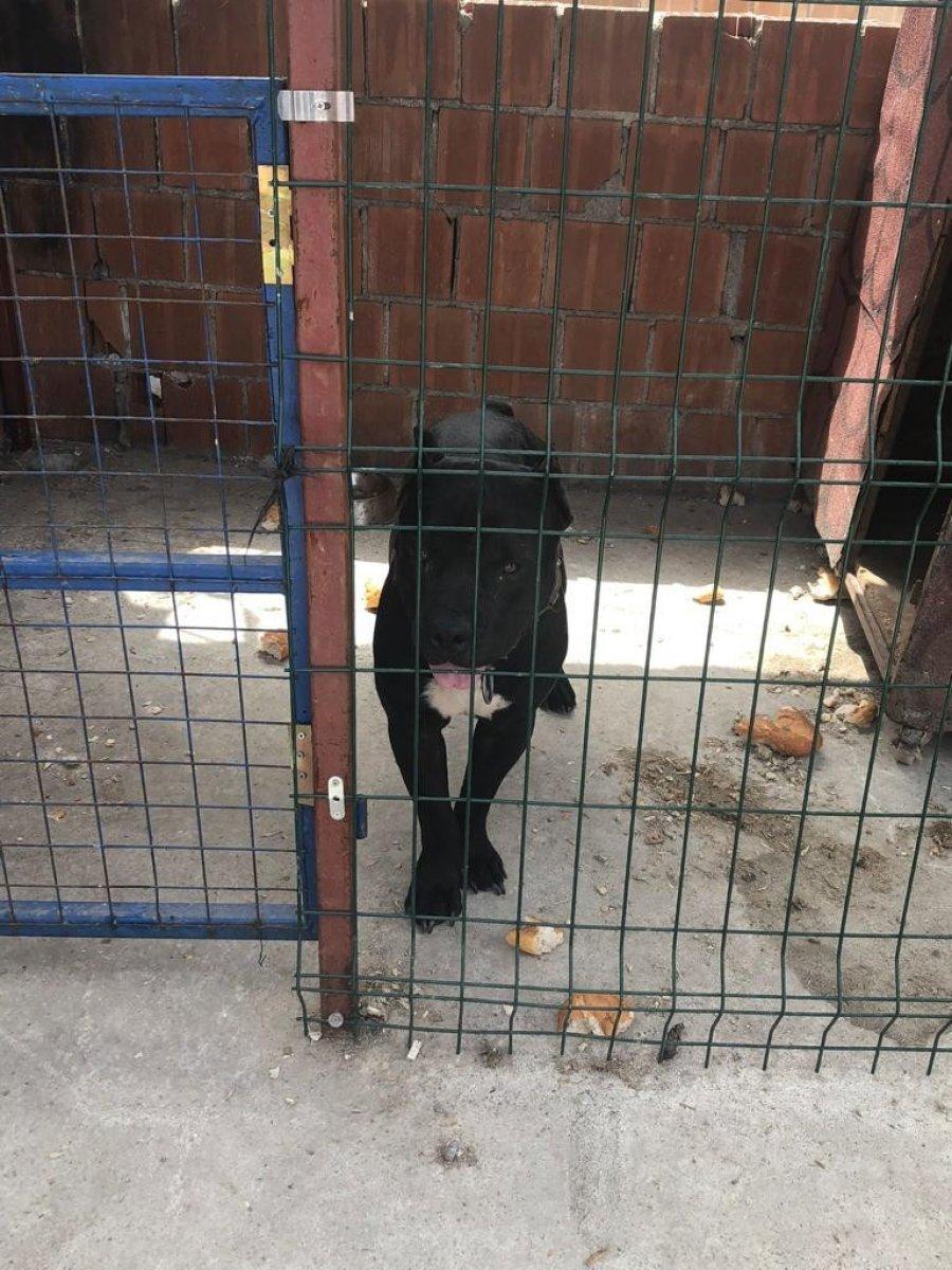 Adana'da kayıt dışı yasaklı ırk sahiplerine ceza yağdı