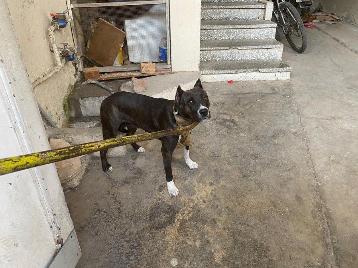 Adana'da kayıt dışı yasaklı ırk sahiplerine ceza yağdı