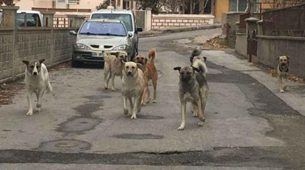 Sahipsiz köpek sorununa karşı internet sitesi kurdu
