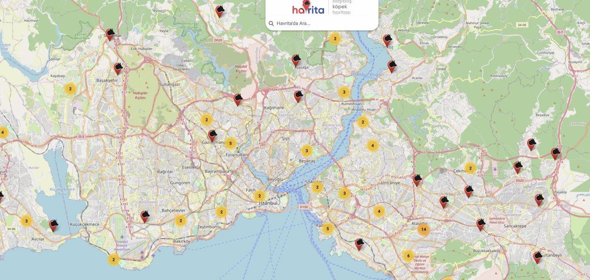 Sahipsiz köpek sorununa karşı internet sitesi kurdu