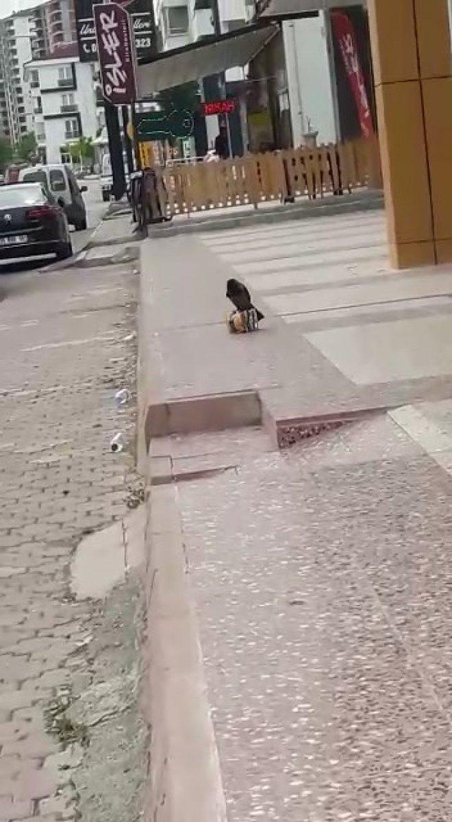 Elazığ'da cips hırsızı karga kameralara yakalandı