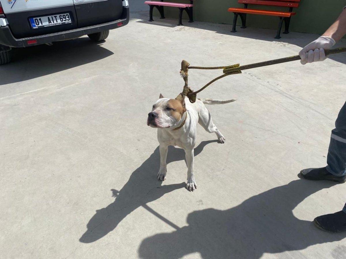 Adana'da kayıt dışı yasaklı ırk sahiplerine ceza yağdı