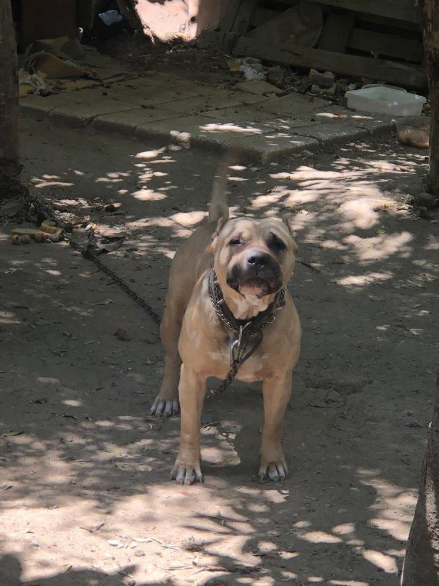 Adana'da kayıt dışı yasaklı ırk sahiplerine ceza yağdı