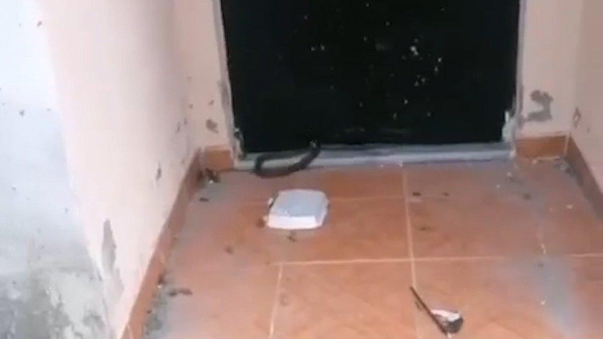 Rize'de eve girmeye çalışan yılan korkuttu