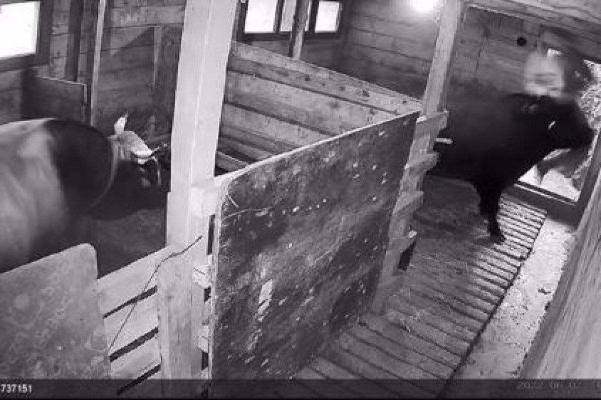 Artvin'de boğanın saldırdığı şahıs hastanelik oldu