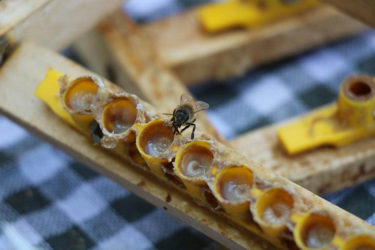 Arı sütünün değeri arttı: Kilosu 15 bin TL