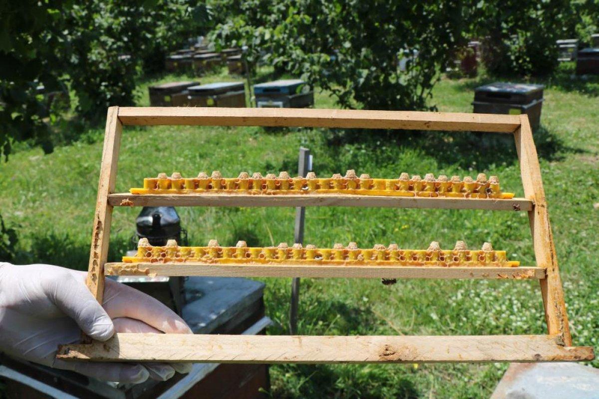 Arı sütünün değeri arttı: Kilosu 15 bin TL