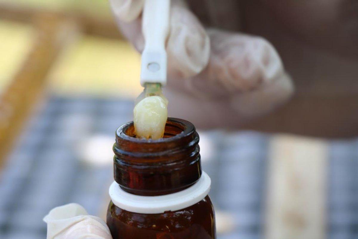 Arı sütünün değeri arttı: Kilosu 15 bin TL