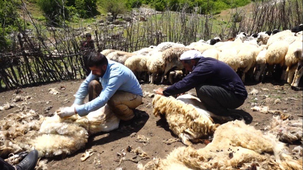 Muş'ta havalar ısındı, koyun kırkma dönemi başladı